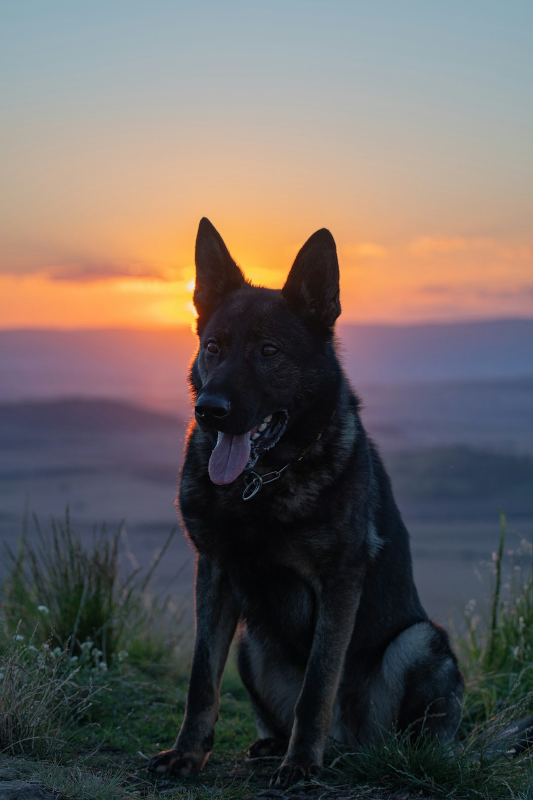 black and brown german shepherd on green grass field during sunset