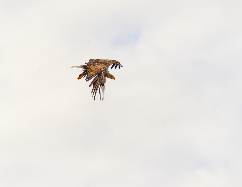 brown and white bird flying under white clouds during daytime