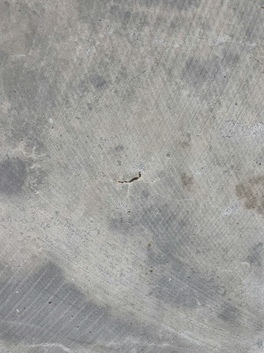 black insect on grey concrete floor