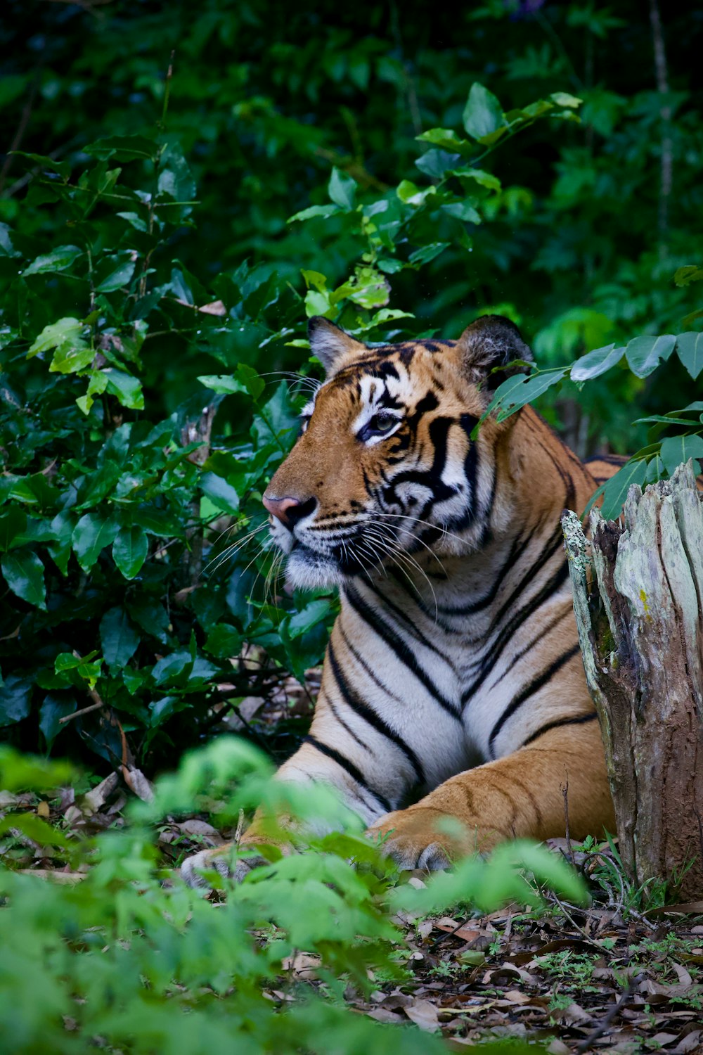 brown and black tiger lying on ground beside green leaves during daytime