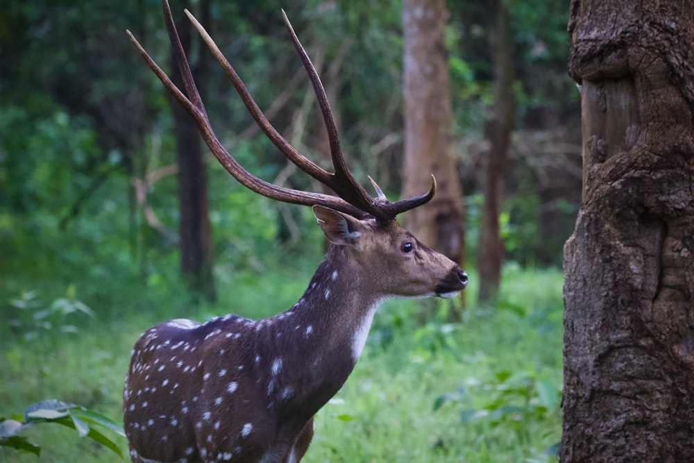 brown deer in forest during daytime