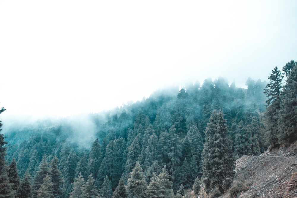 green pine trees covered with snow