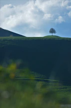 A serene hill with a solitary tree under a soft pastel sky, evoking calm and reflection.