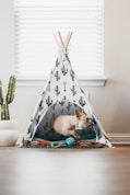 white chihuahua on white and black polka dot hammock