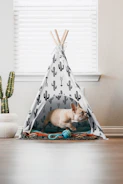white chihuahua on white and black polka dot hammock