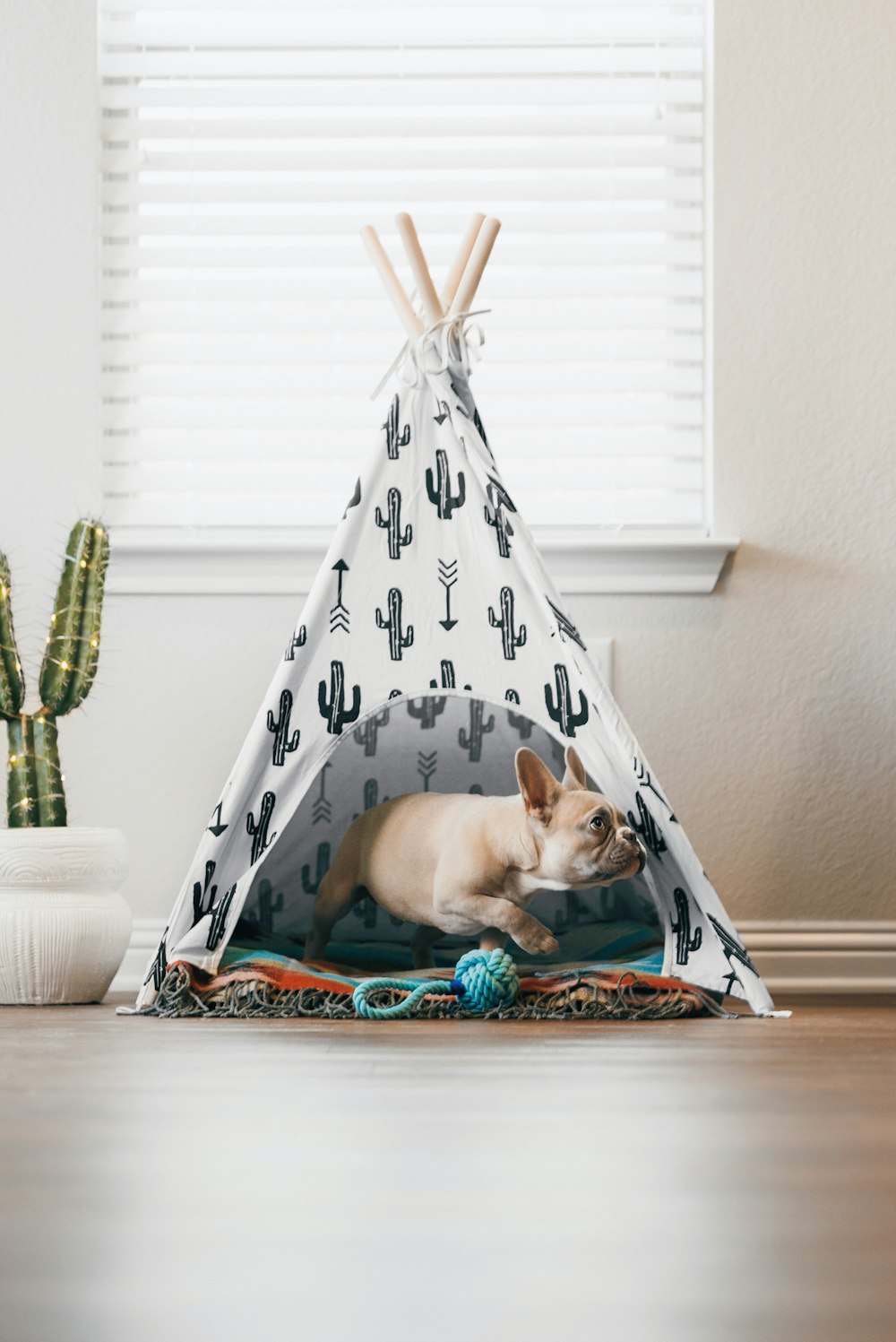 white chihuahua on white and black polka dot hammock