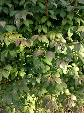 A dense cluster of green leaves fills the image, with some leaves tinged with purple. The sunlight casts shadows, creating a pattern of light and dark across the foliage. The leaves are broad and slightly glossy, suggesting that the plant is healthy and vibrant.