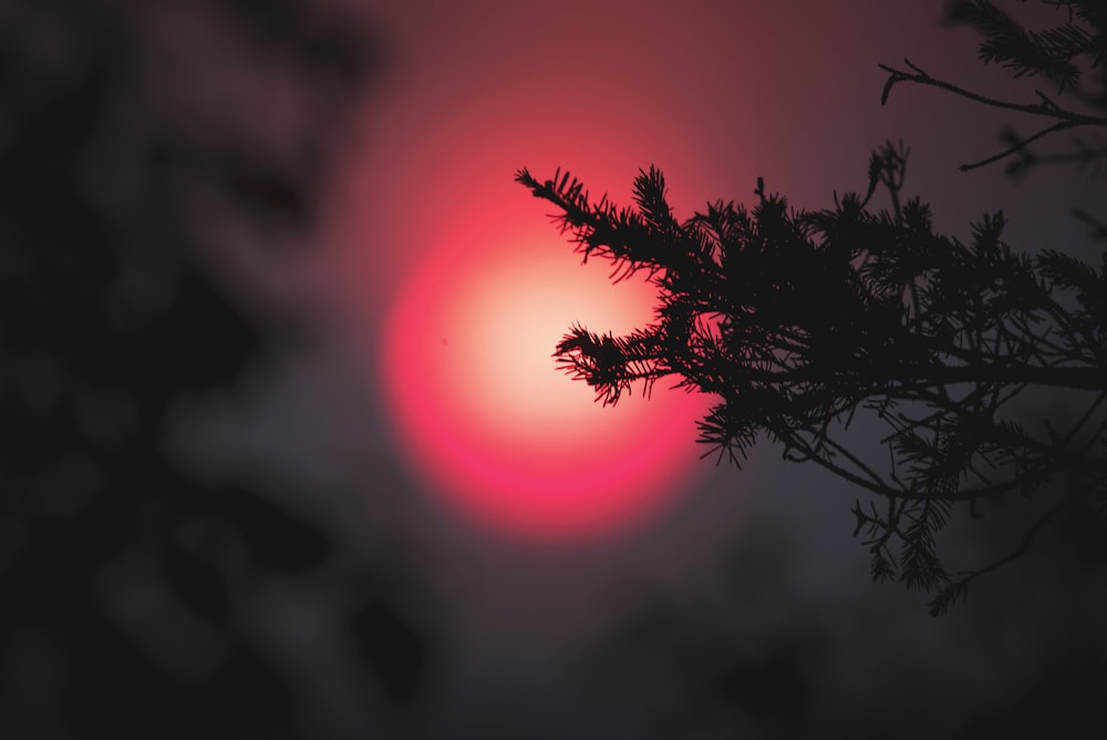 silhouette of plants during sunset