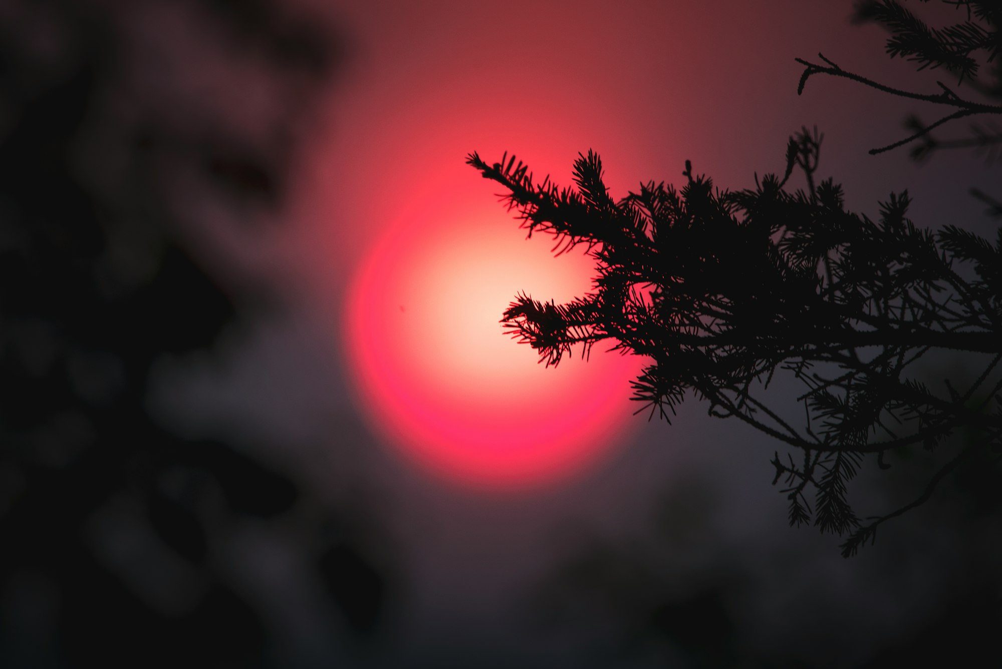 silhouette of plants during sunset