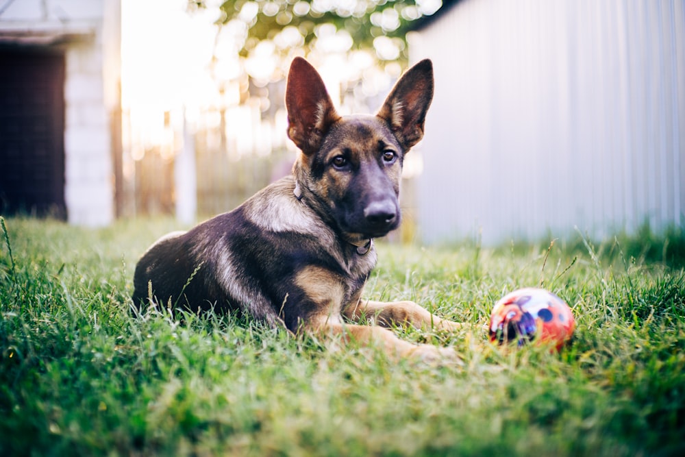 black and tan german shepherd puppy playing with white and red soccer ball on green grass