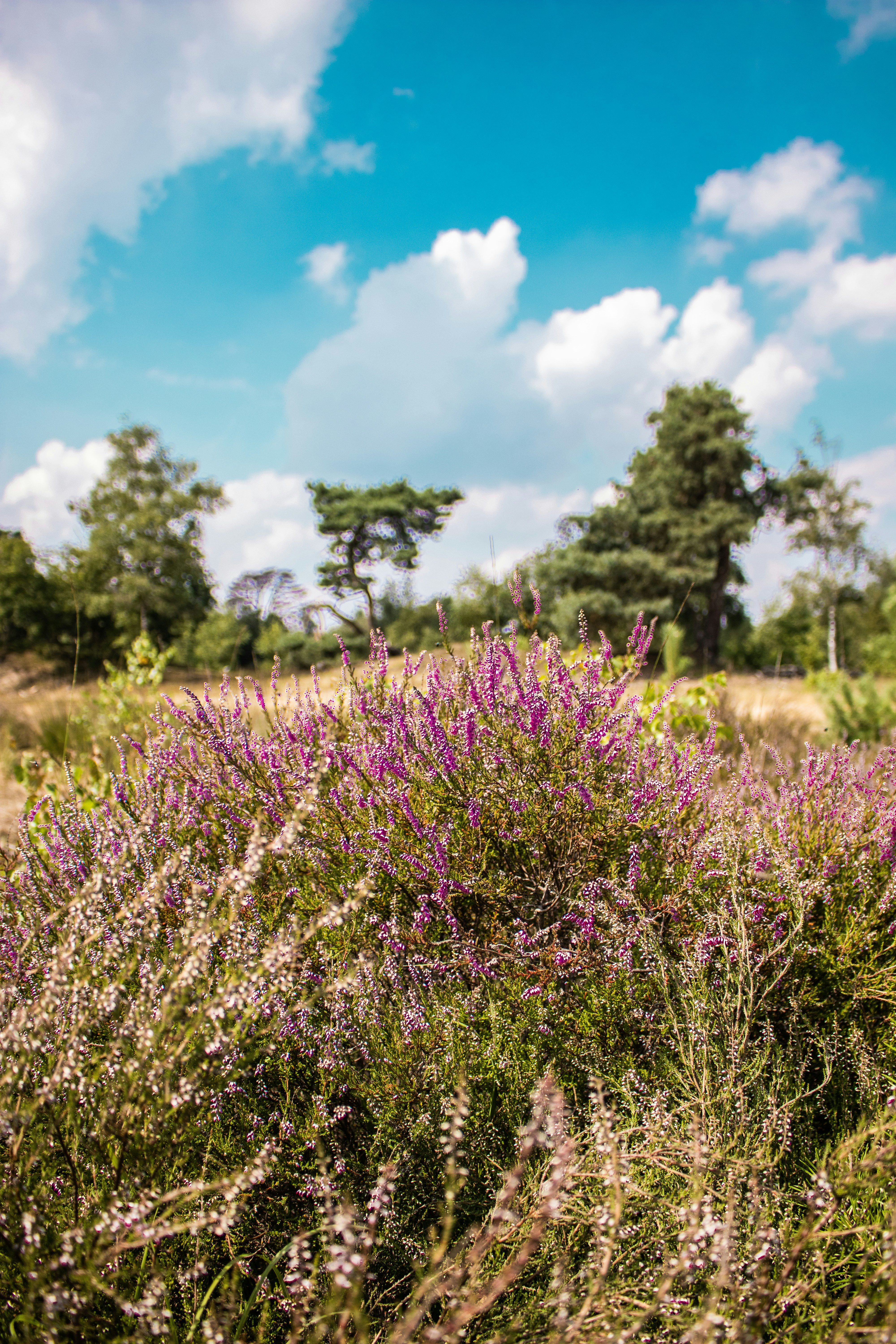 purple flower field during daytime