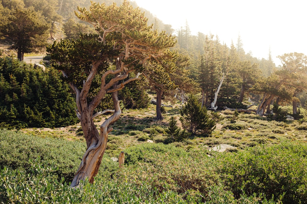 albero verde e marrone sul campo di erba verde durante il giorno