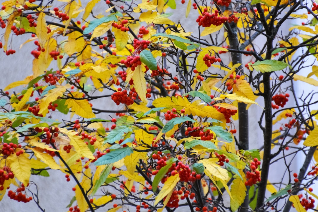 yellow and red maple leaves