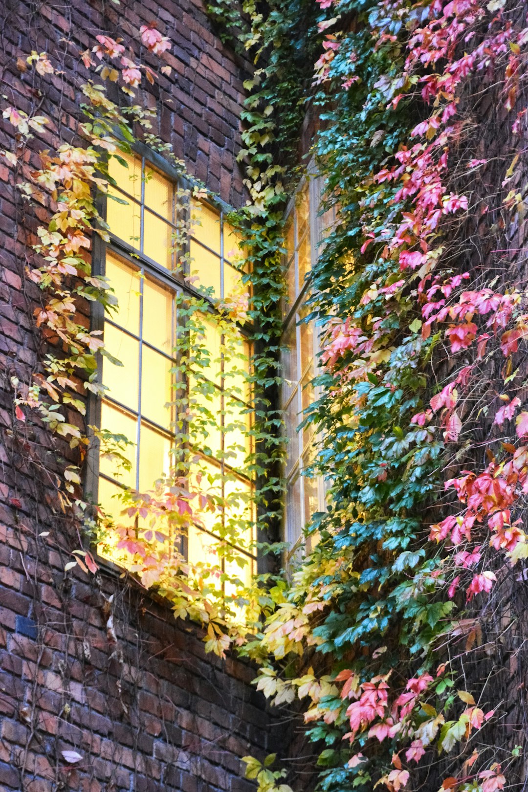 green and pink vine plants on brown brick wall