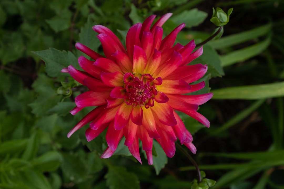 pink flower in tilt shift lens