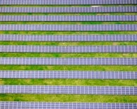 Rows of solar panels powering the off-grid farm nestled among green fields.