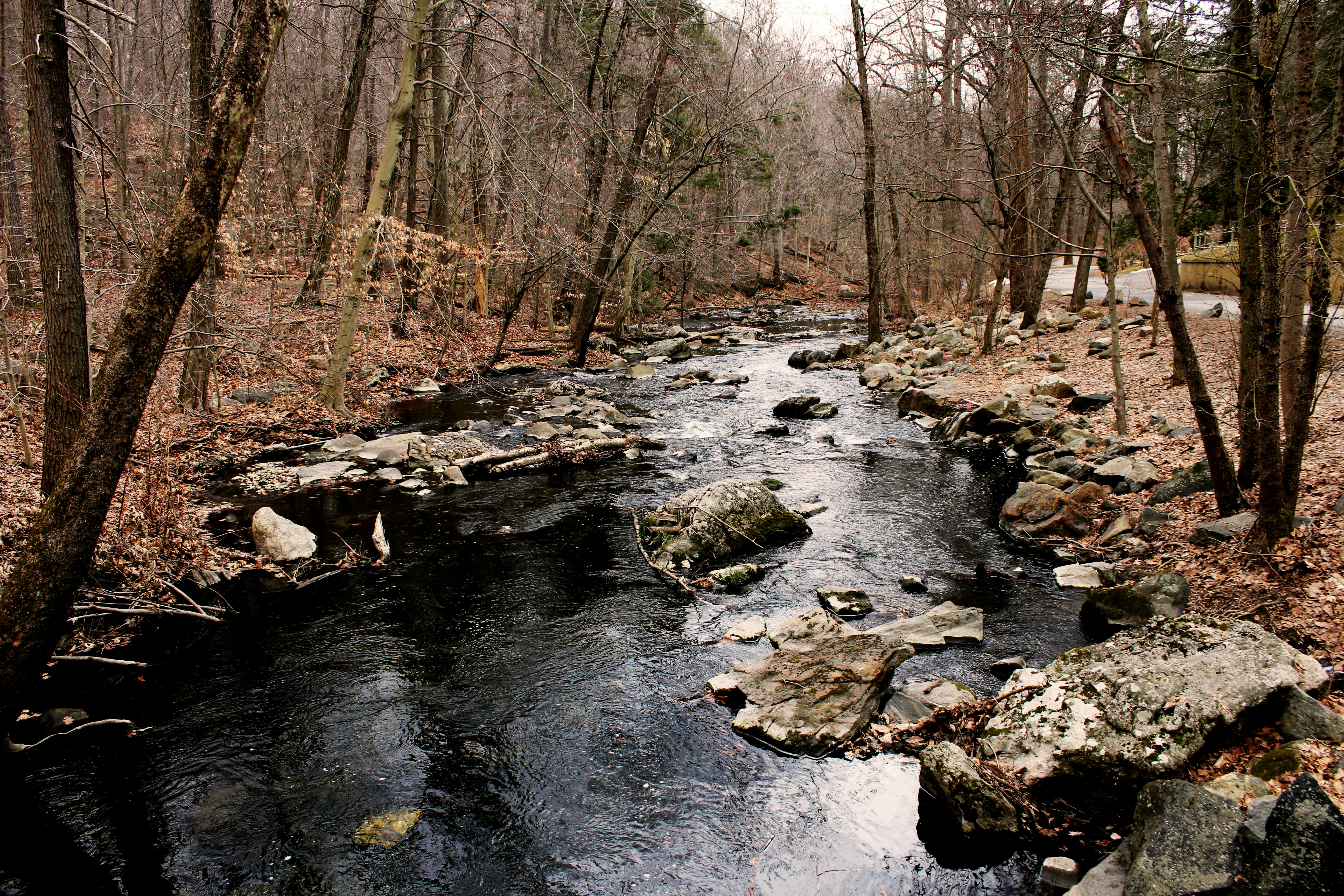 river in the middle of the woods