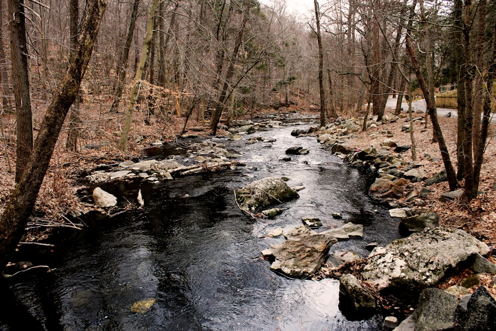 river in the middle of the woods