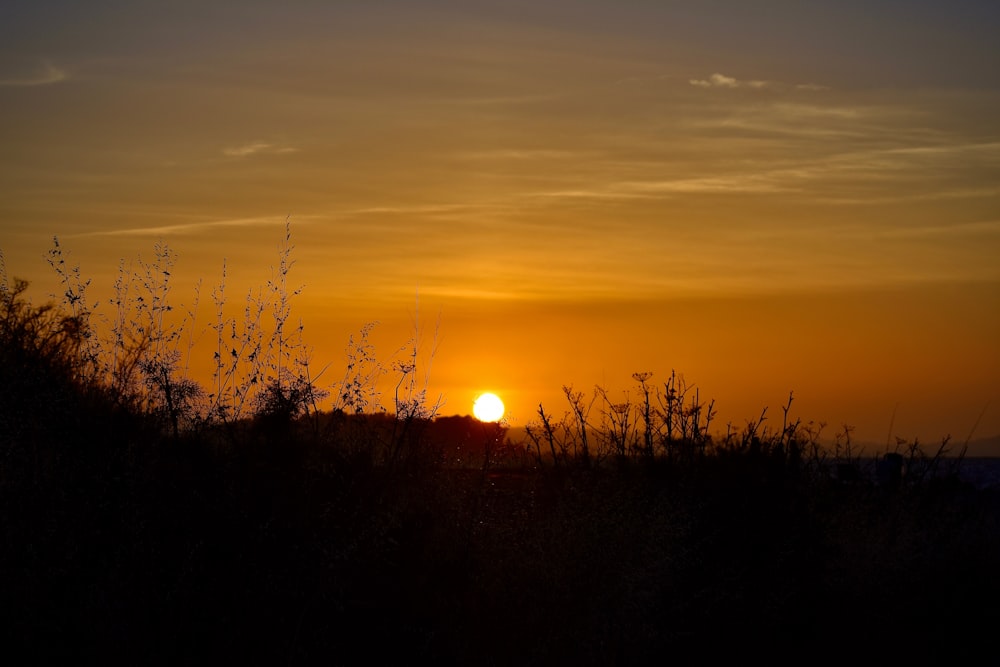 Silueta de hierba durante la puesta del sol