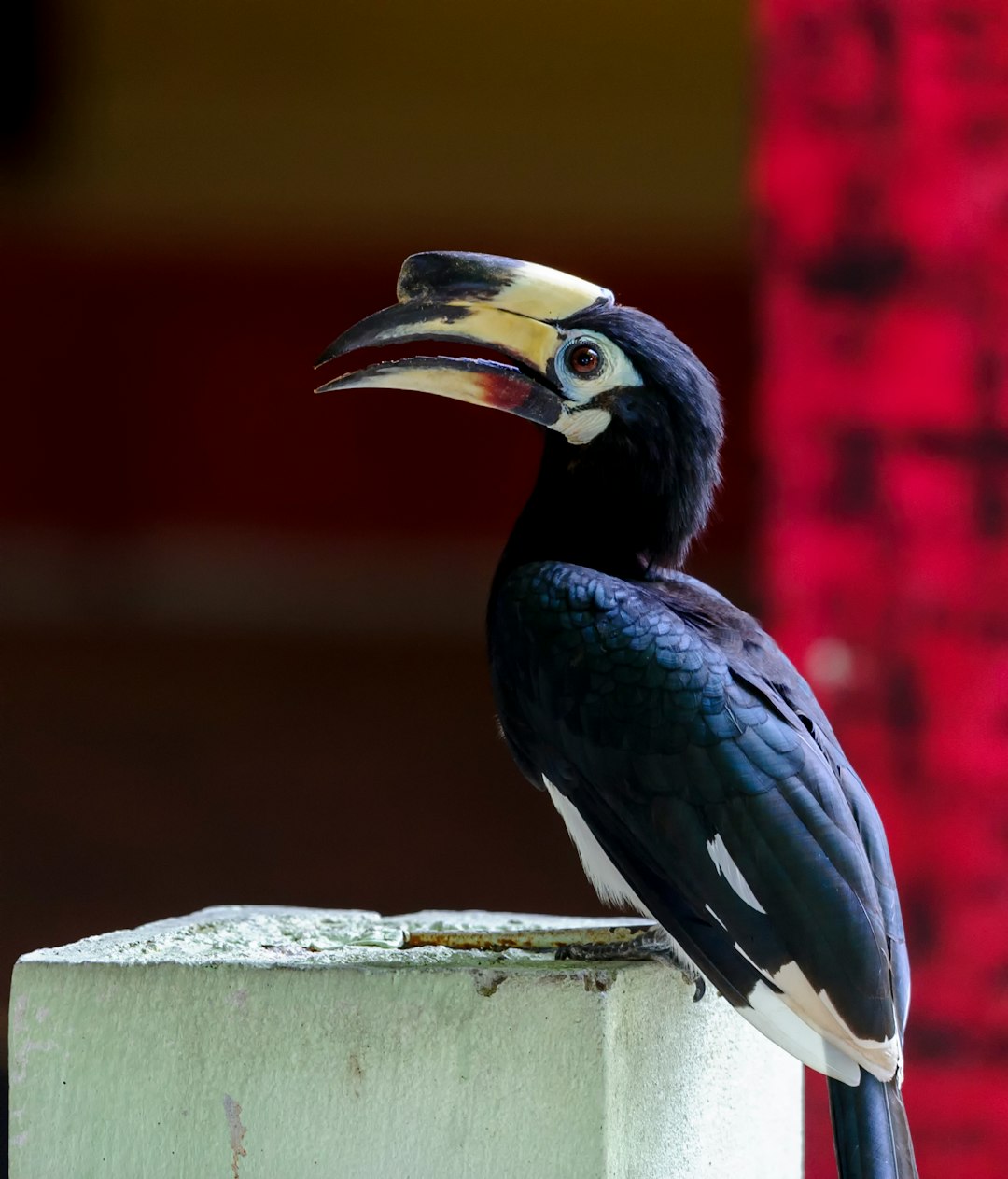 black and yellow bird on brown wooden surface