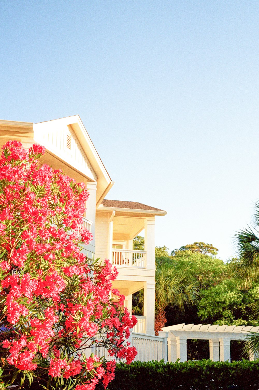 pink flowers near white concrete house during daytime