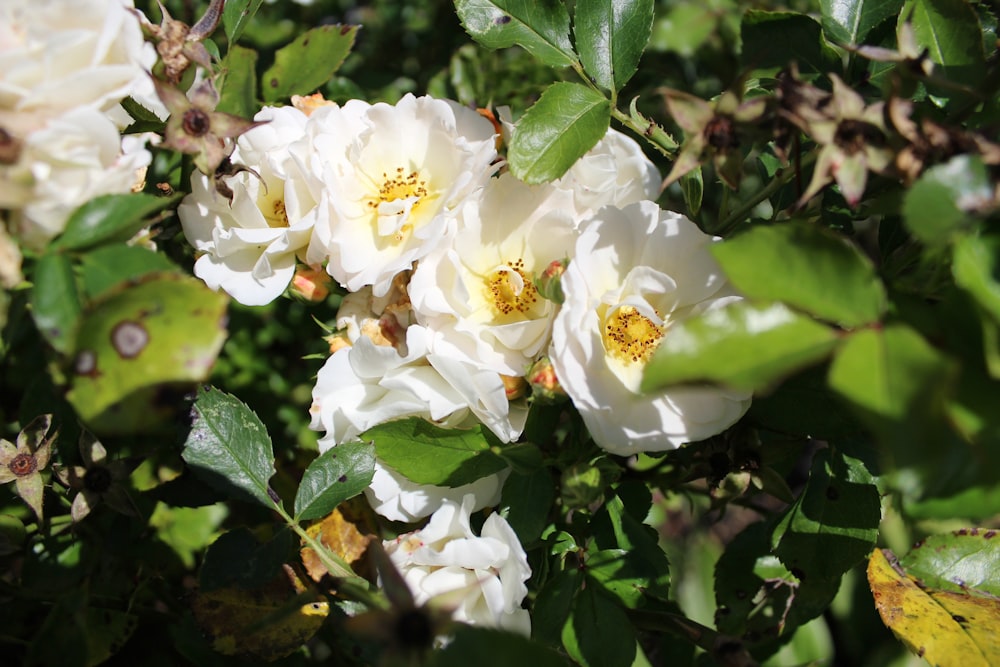 white flowers with green leaves