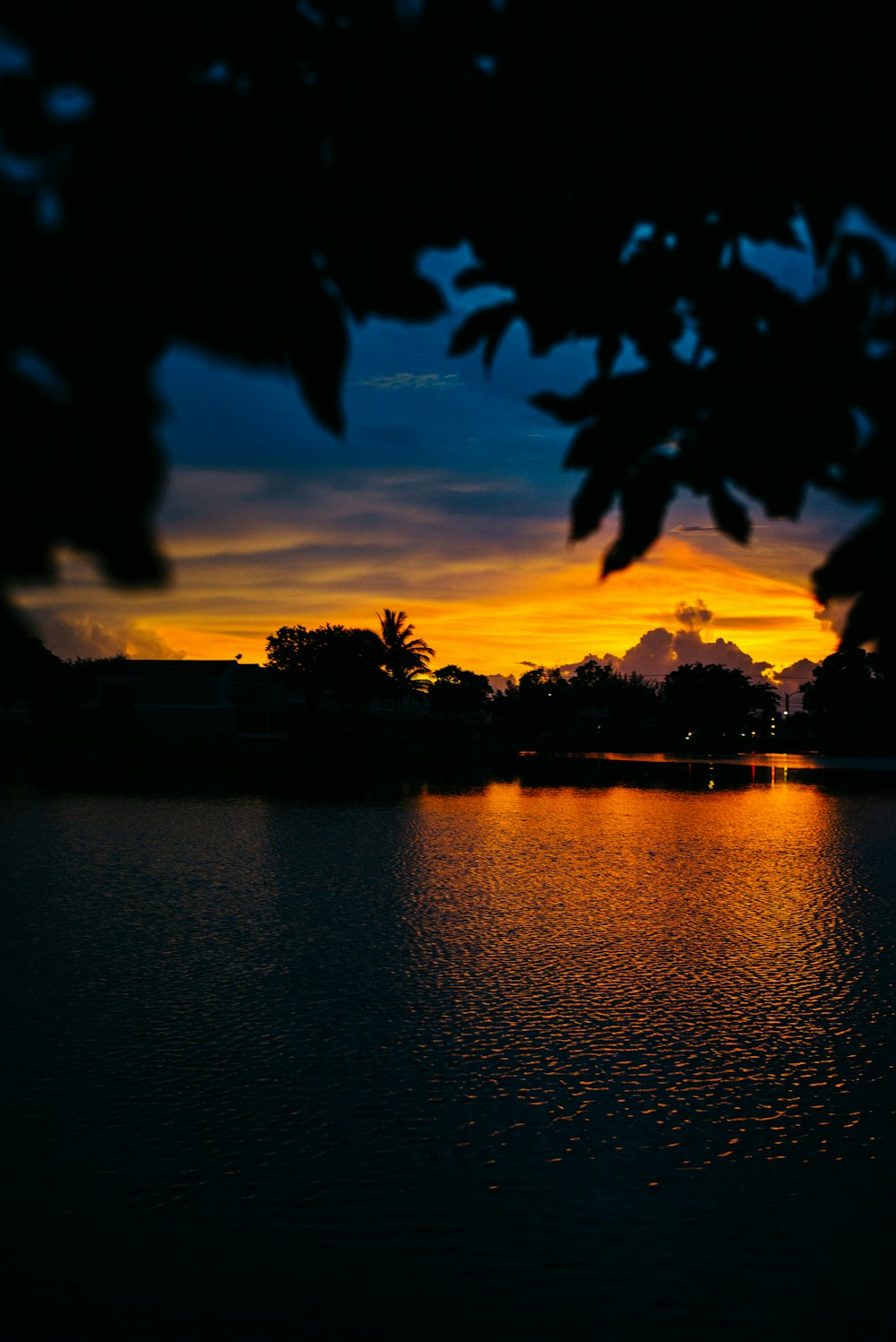 silhouette of trees near body of water during sunset