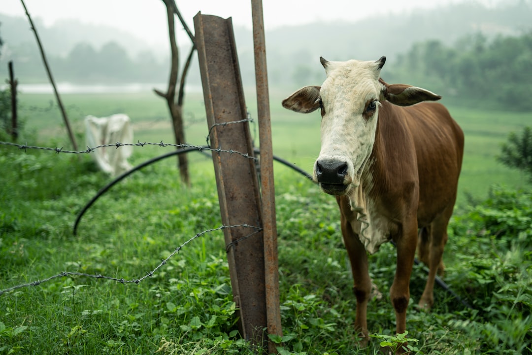 brown and white cow on green grass field during daytime