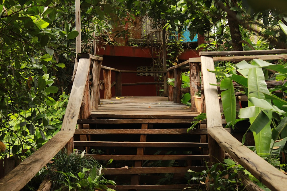 brown wooden staircase between green plants