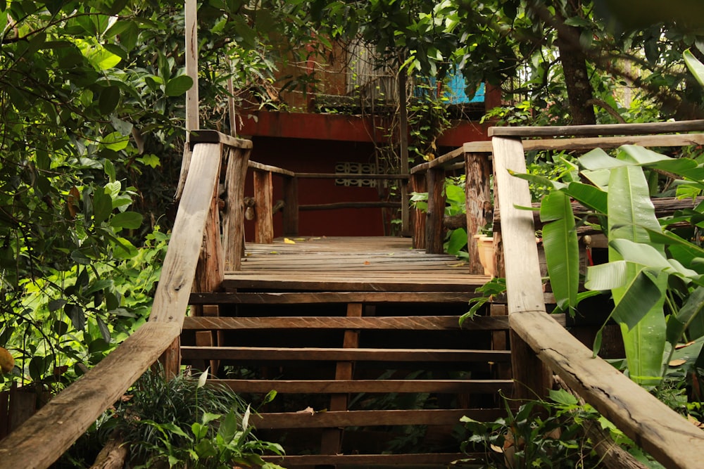 Escalera de madera marrón entre plantas verdes