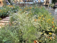 A lush garden area filled with various types of flowers and tall grasses. Bright orange and yellow blooms are interspersed with taller purple and white flowers. A walkway made of wooden planks runs through the plants. In the background, a person is tending to the garden near some display stands and potted plants, with a blurred setting that suggests an indoor or greenhouse environment.