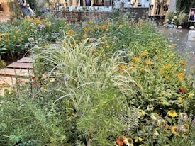 A lush garden area filled with various types of flowers and tall grasses. Bright orange and yellow blooms are interspersed with taller purple and white flowers. A walkway made of wooden planks runs through the plants. In the background, a person is tending to the garden near some display stands and potted plants, with a blurred setting that suggests an indoor or greenhouse environment.