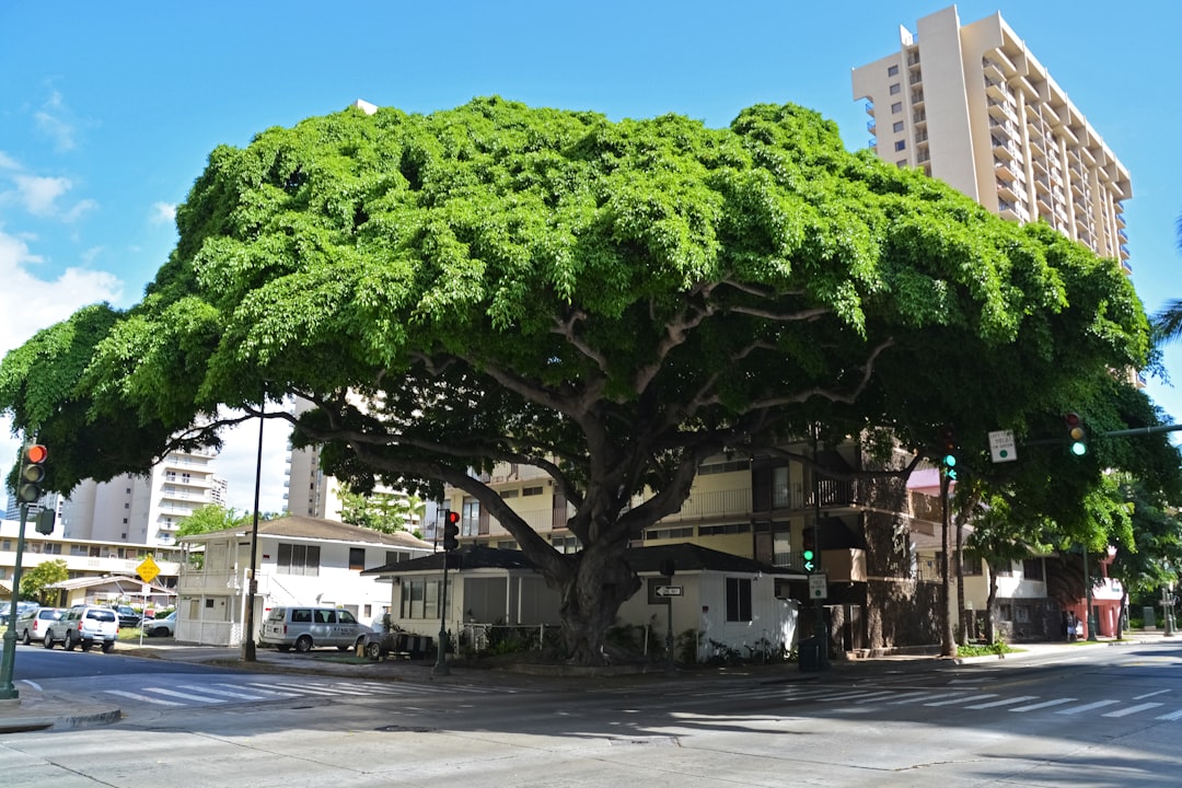 green tree near white concrete building during daytime