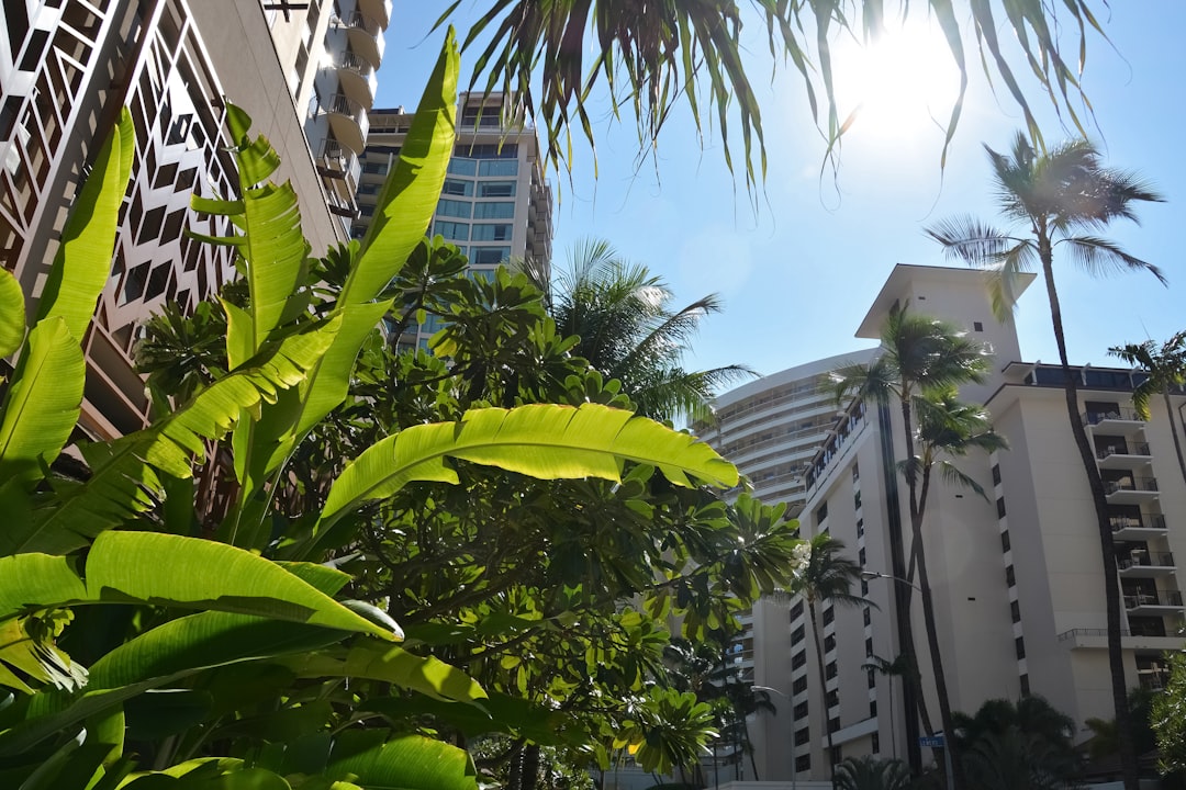 green banana tree near white concrete building during daytime