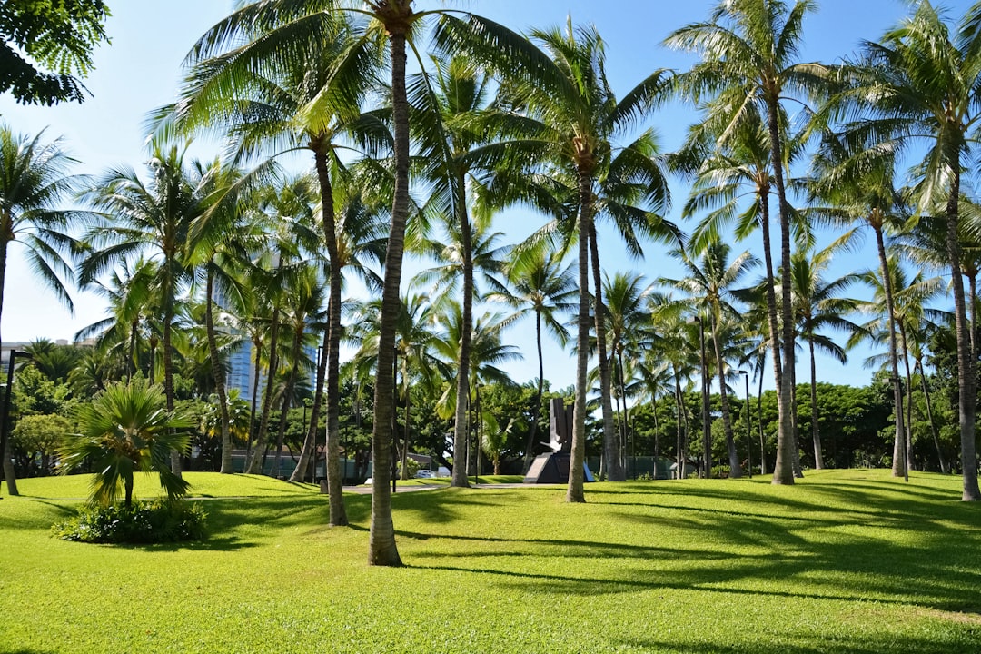 green palm trees on green grass field during daytime