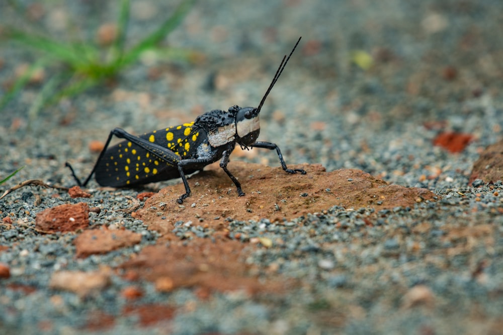 black and yellow insect on brown rock