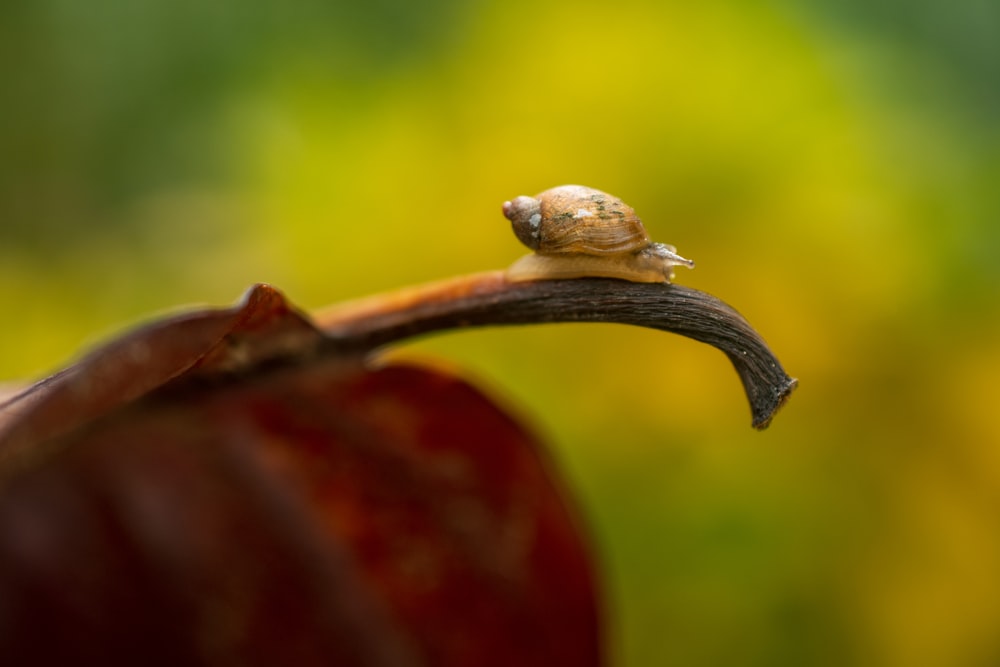 brown snail on red leaf in tilt shift lens