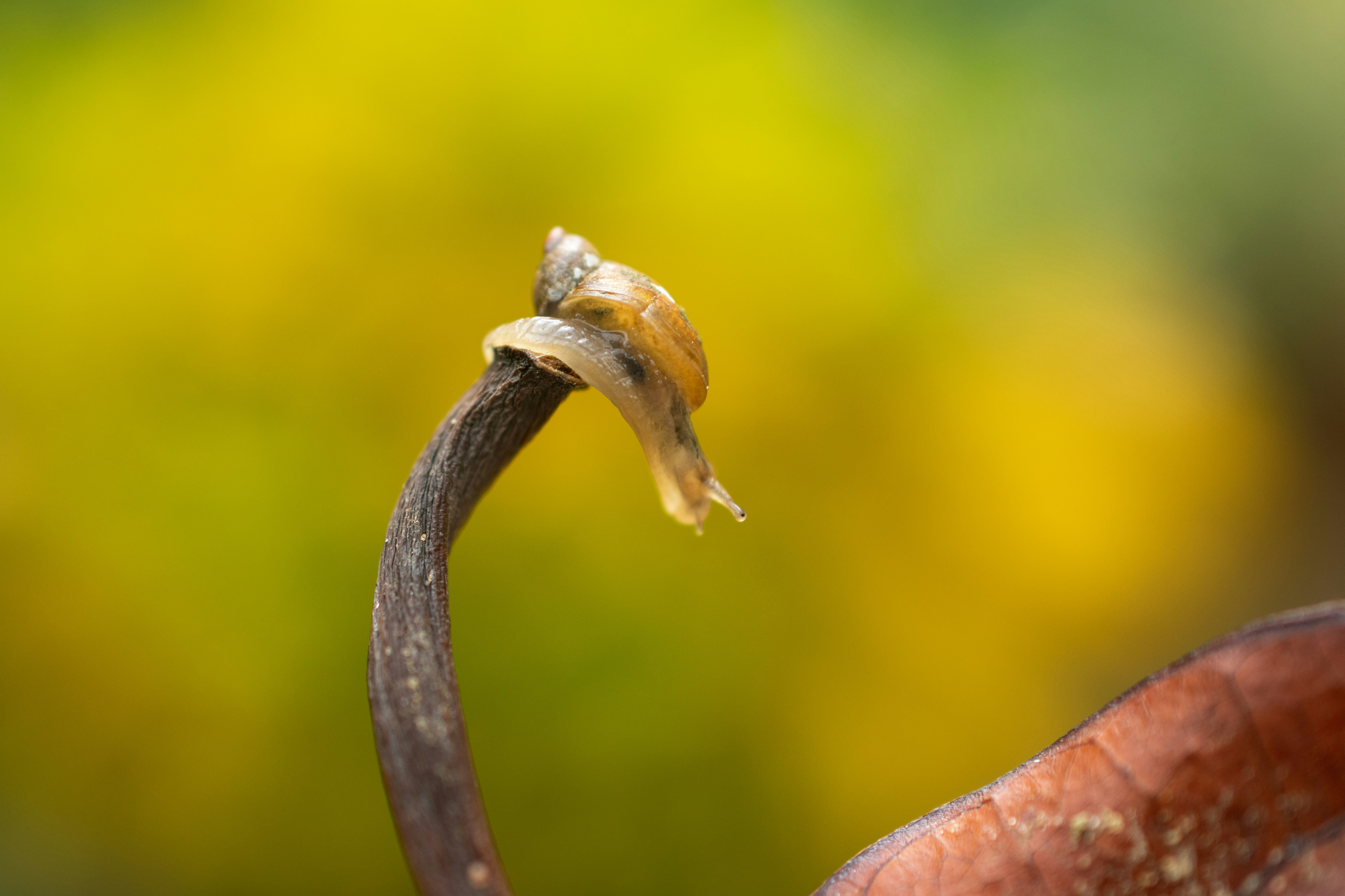 Not Just Heads: Full Body Regeneration (image credits: unsplash)