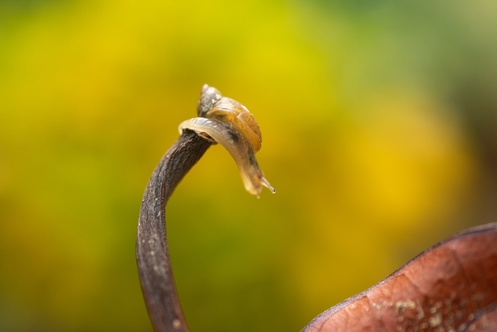 brown and white plant stem