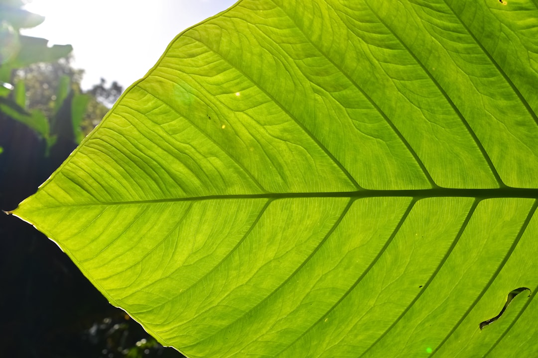 green leaf in close up photography