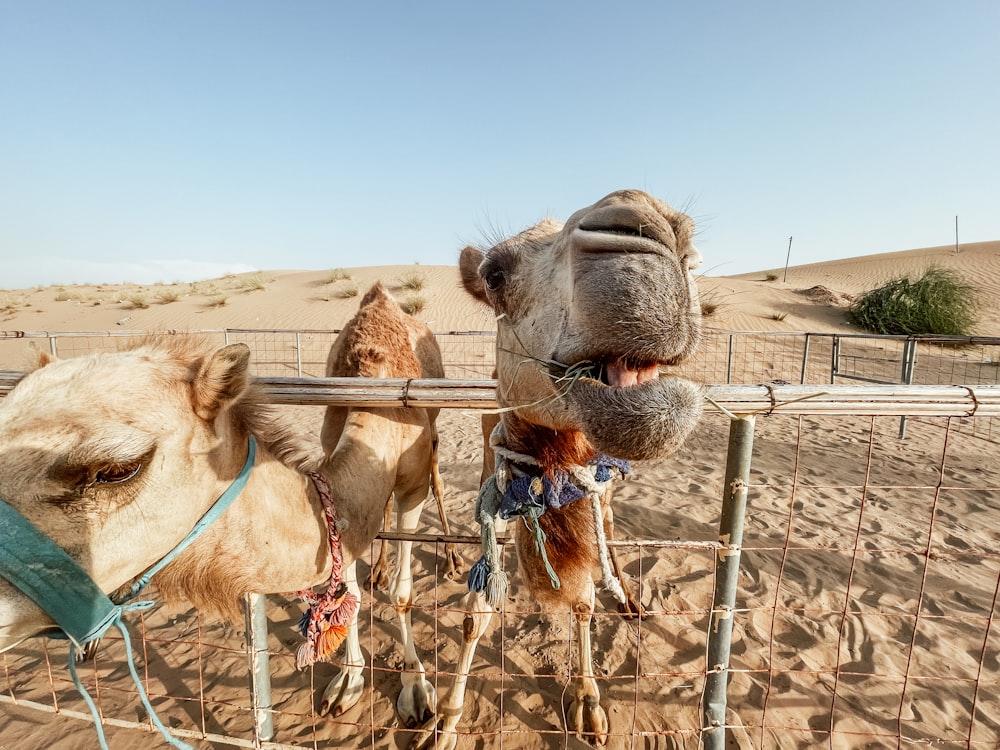 brown camel on brown sand during daytime