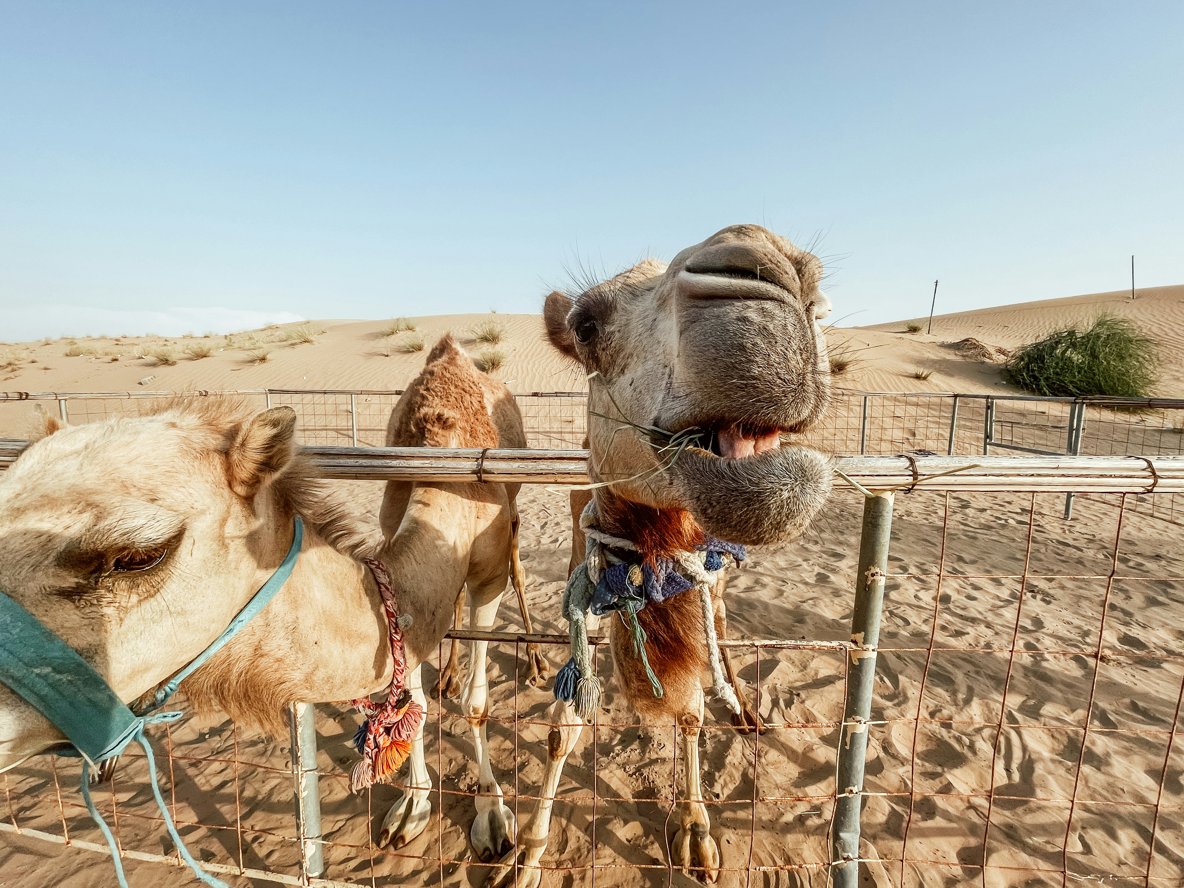 brown camel on brown sand during daytime