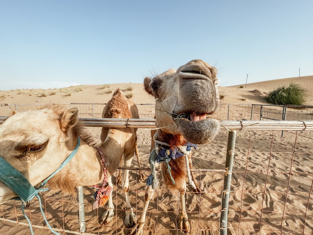 camelo marrom na areia marrom durante o dia