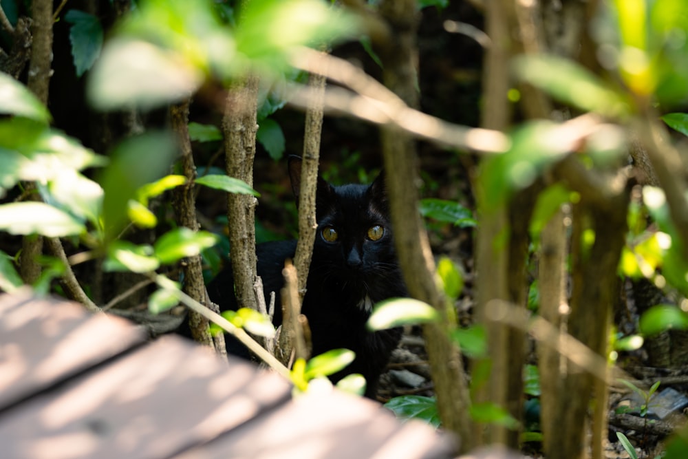 black cat on brown tree trunk