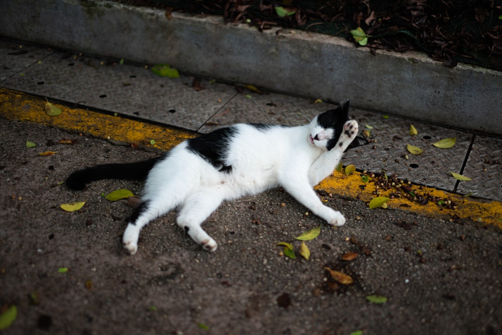 weiße und schwarze Katze auf braunem Betonboden