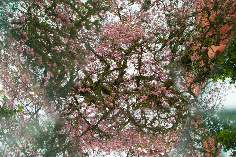 pink cherry blossom tree during daytime