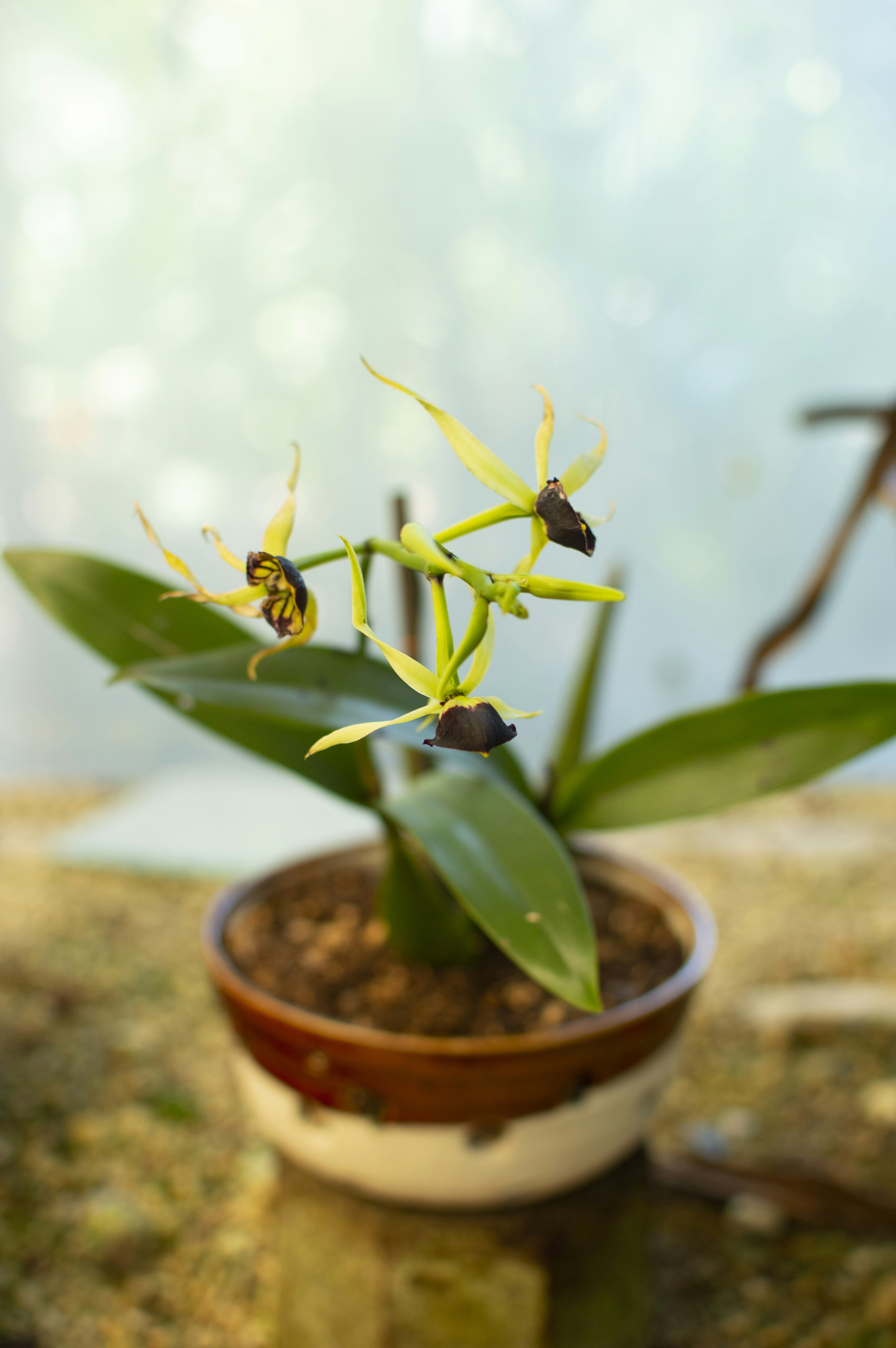 Orchid and handmade pottery
