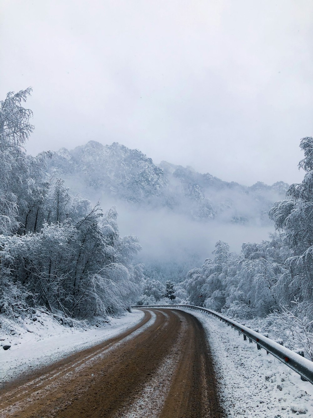 gray concrete road between trees covered with fog