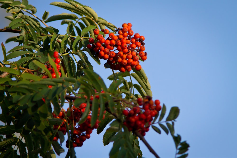 red round fruits on green tree during daytime
