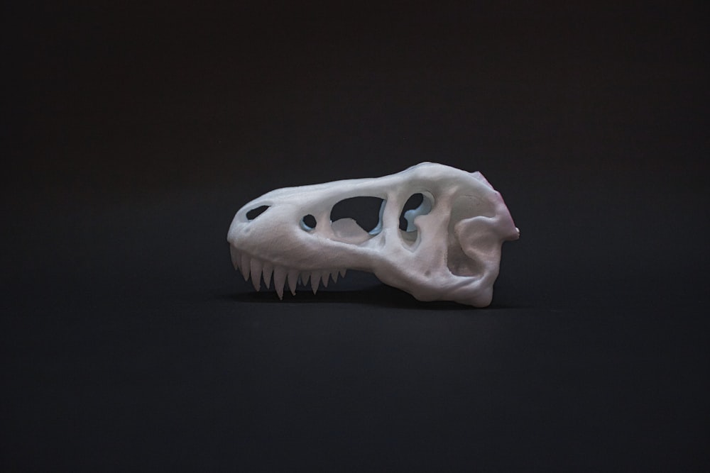 white animal skull on black surface